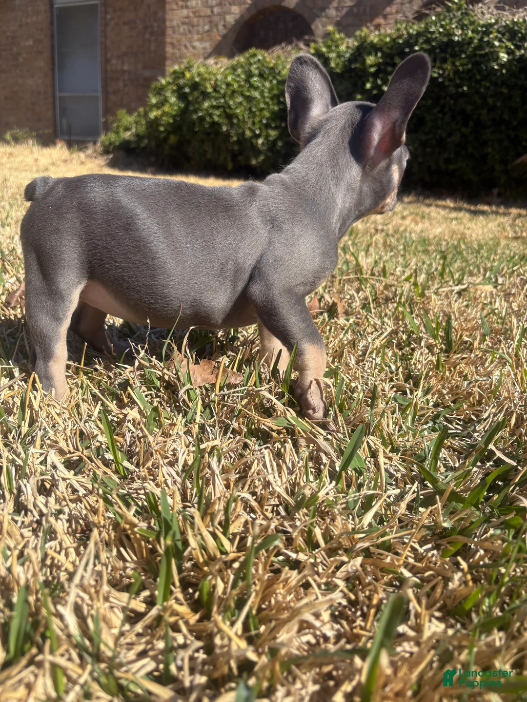 French Bulldog dogs for sale: French Bulldog 1 - Ad 2