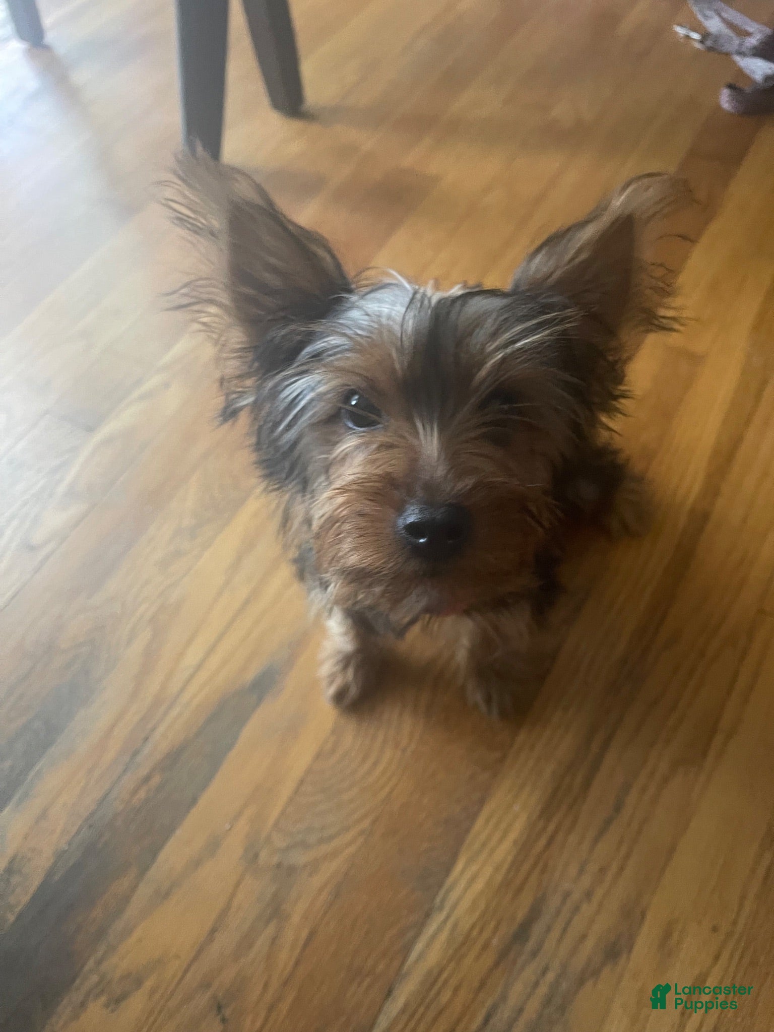Yorkshire Terrier dogs for sale: Fiona - Ad 2