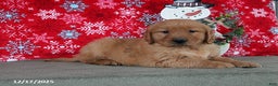 Golden Retriever dogs for sale: Baylor - Ad 1
