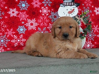 Golden Retriever dogs Baylor - Ad 40