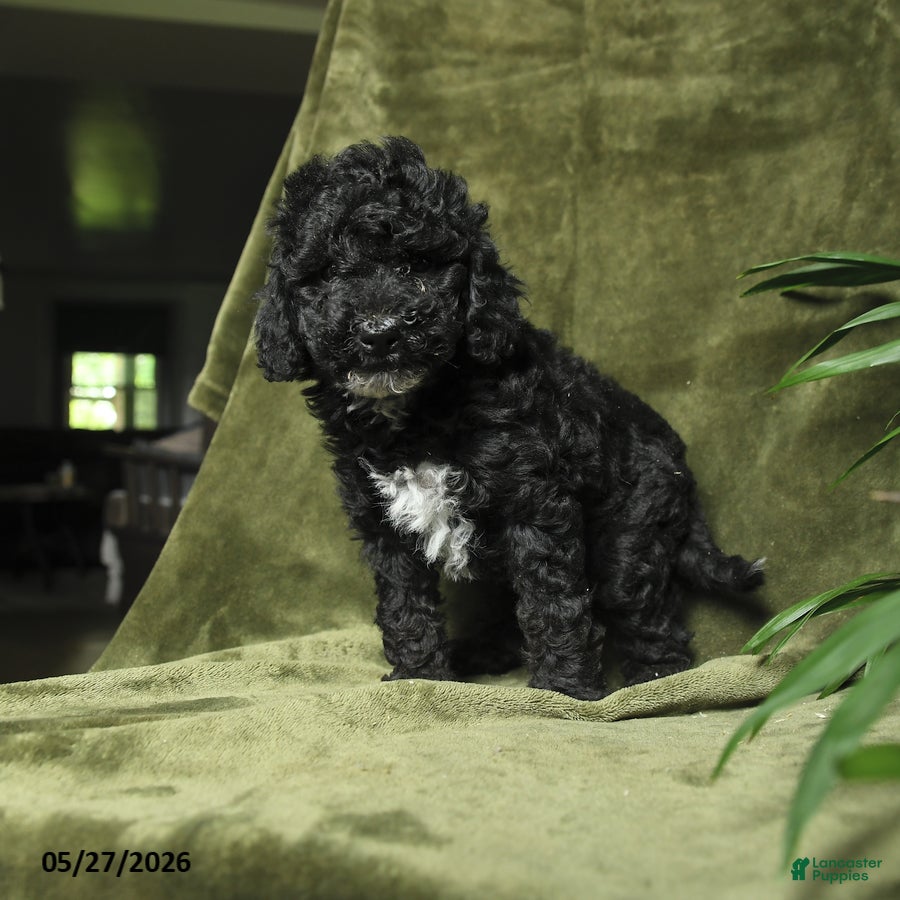 Miniature Poodle dogs Cassy - Ad 2