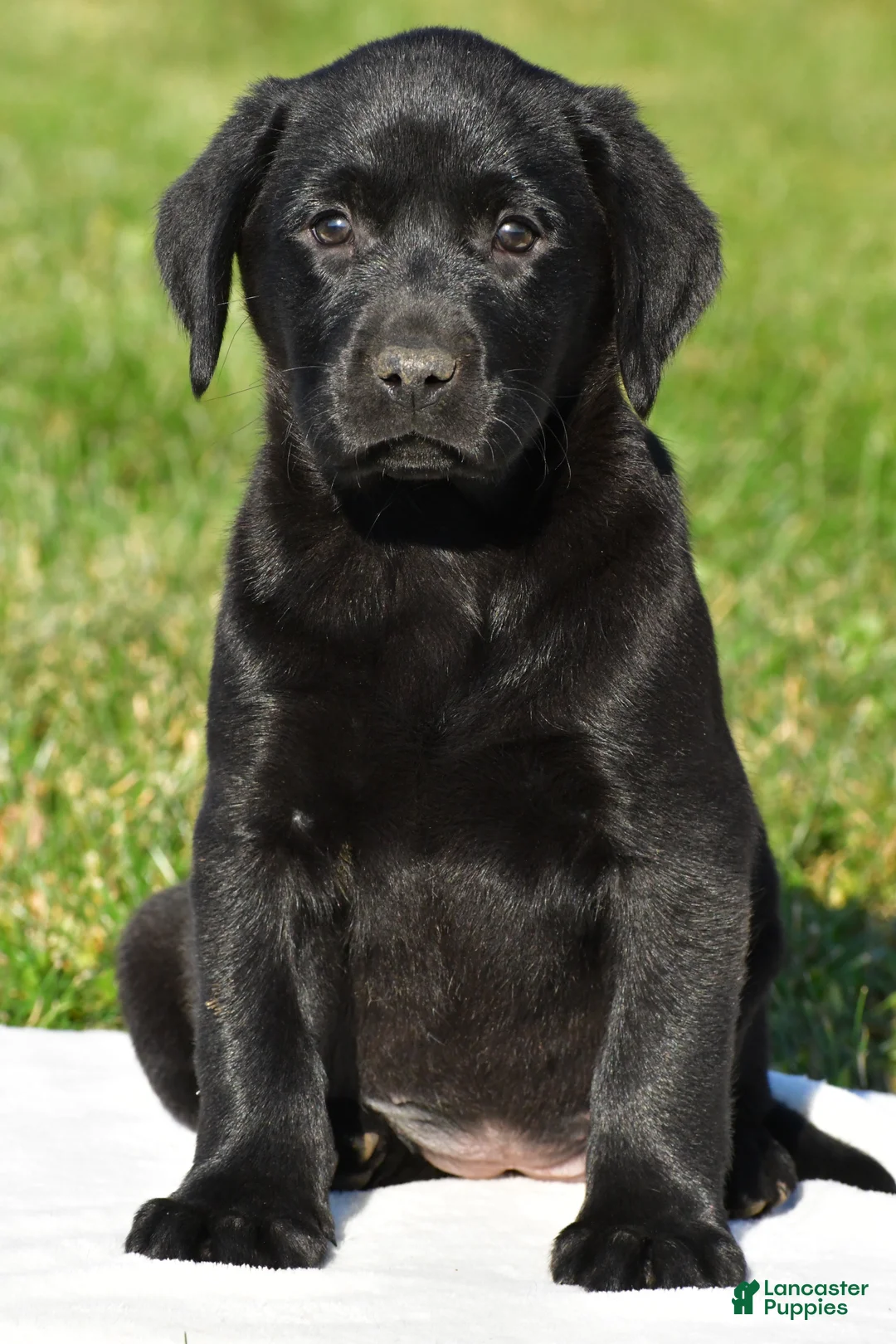 Labrador Retriever dogs for sale: Luna - Ad 1