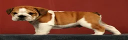 English Bulldog dogs for sale: Baxter - Ad 6