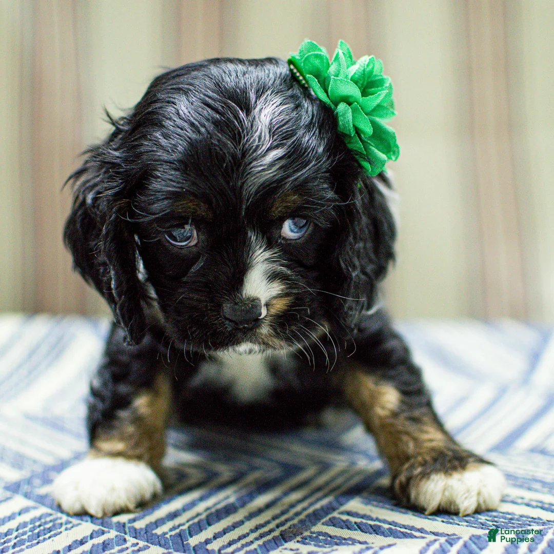 Cocker Spaniel dogs for sale: Tai Cocker Spaniel Puppy  - Ad 8