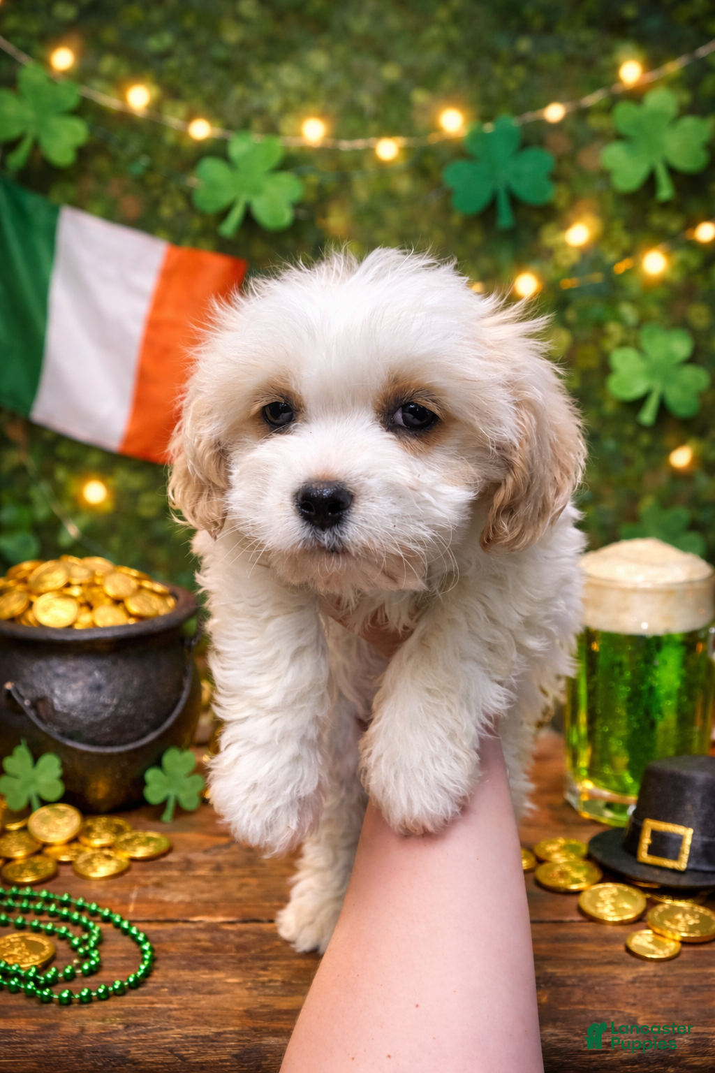 Cavachon dogs Maggie - Ad 2
