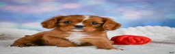 Cavalier King Charles Spaniel dogs for sale: Cabby - Ad 6
