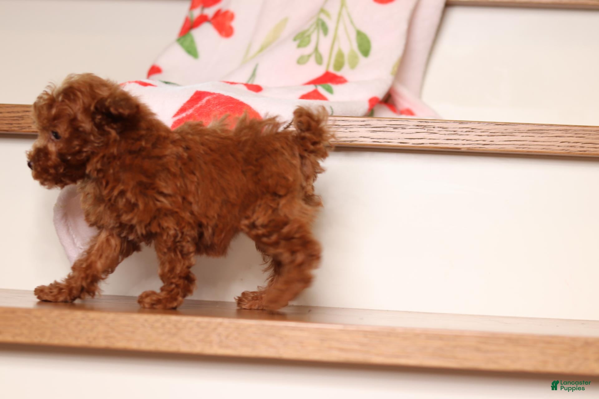 Miniature Poodle dogs Vanna - Ad 2