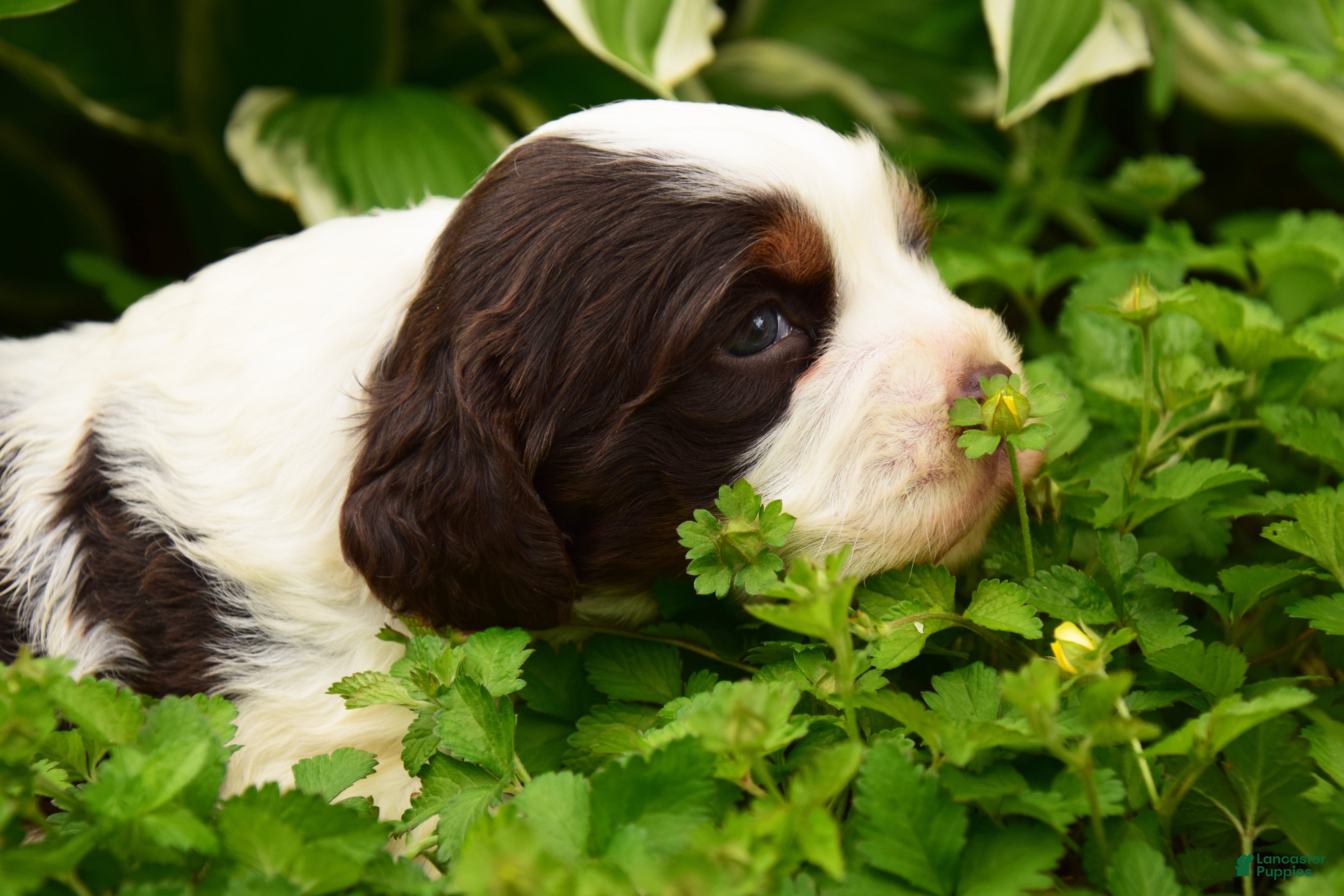 English Springer Spaniel dogs Cosmo - Ad 1