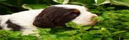 English Springer Spaniel dogs for sale: Cosmo - Ad 6