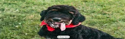 Bernedoodle dogs for sale: Glacier - Ad 13