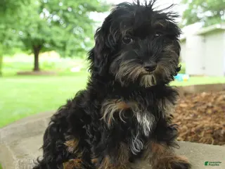 Havapoo dogs for sale: Sprinkle - Ad 3