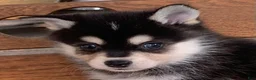 Alaskan Klee Kai dogs for sale: Shadow - Toy Size Mini Husky Boy - Ad 8