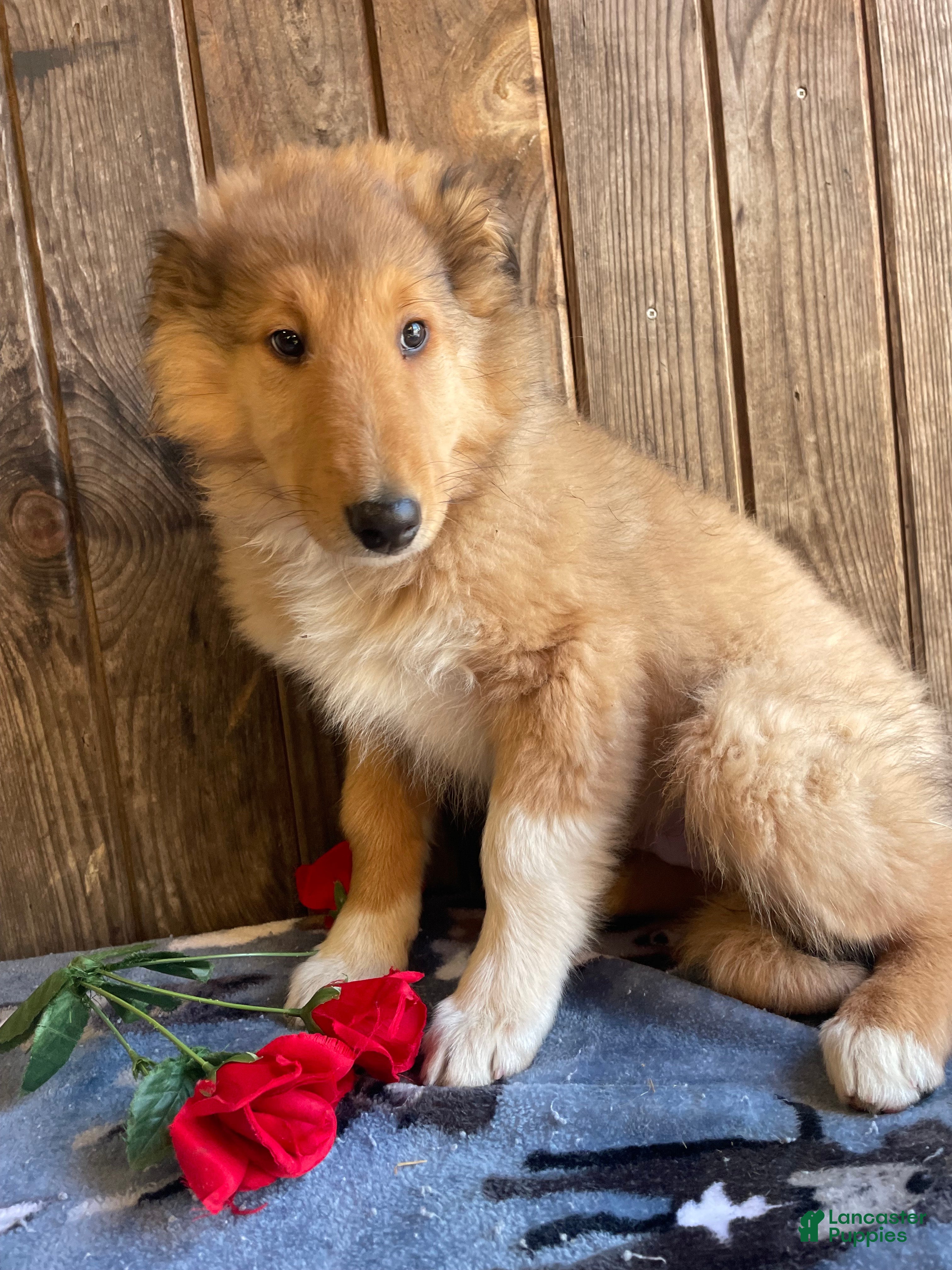 Collie dogs Cooper - Ad 14