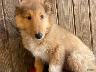 Collie dogs Cooper - Ad 14