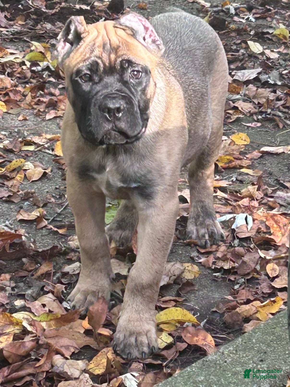 Cane Corso dogs Cane Corso 4 - Ad 1