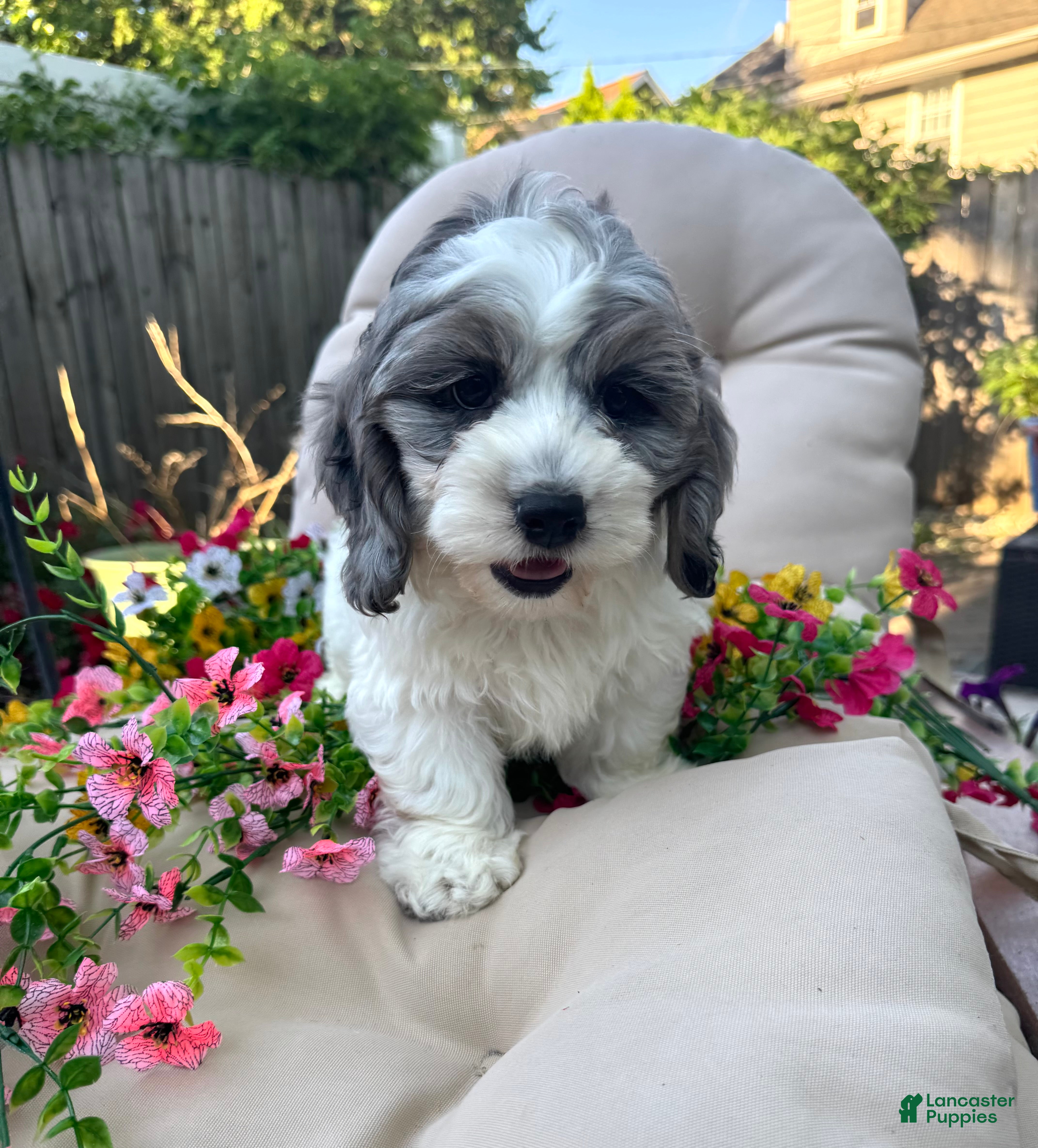 Cockapoo dogs Dugg - Ad 4