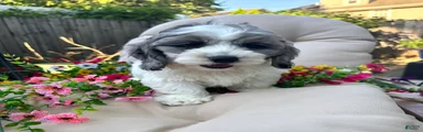 Dugg