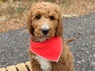 Irish Doodle dogs - Ad 1