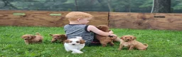 Miniature Labradoodle dogs for sale: Oscar - Ad 2