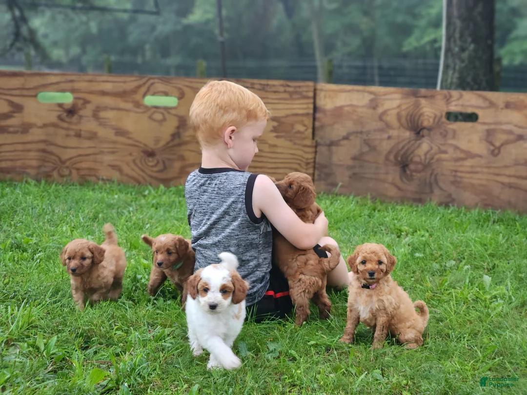 Miniature Labradoodle dogs for sale: Oscar - Ad 2