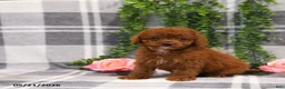 Cockapoo dogs for sale: Kaylyn - Ad 4