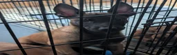 Belgian Malinois dogs for sale: Belgian Malinois 3 - Ad 15