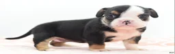 Mixed Breed dogs for sale: Princess  - Ad 10