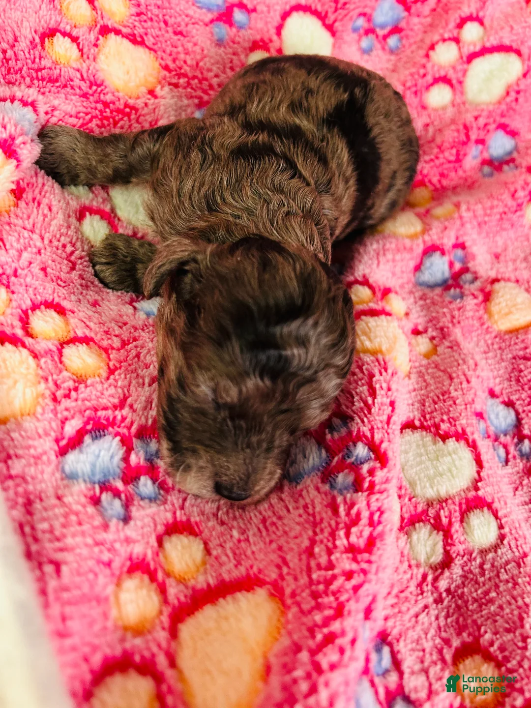 Cavapoo dogs for sale: Lilly - Ad 6