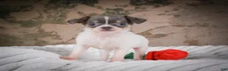 Chihuahua dogs for sale: Alex - Ad 5