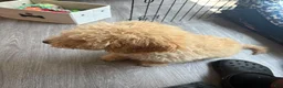 Goldendoodle dogs for sale: Simba  - Ad 3