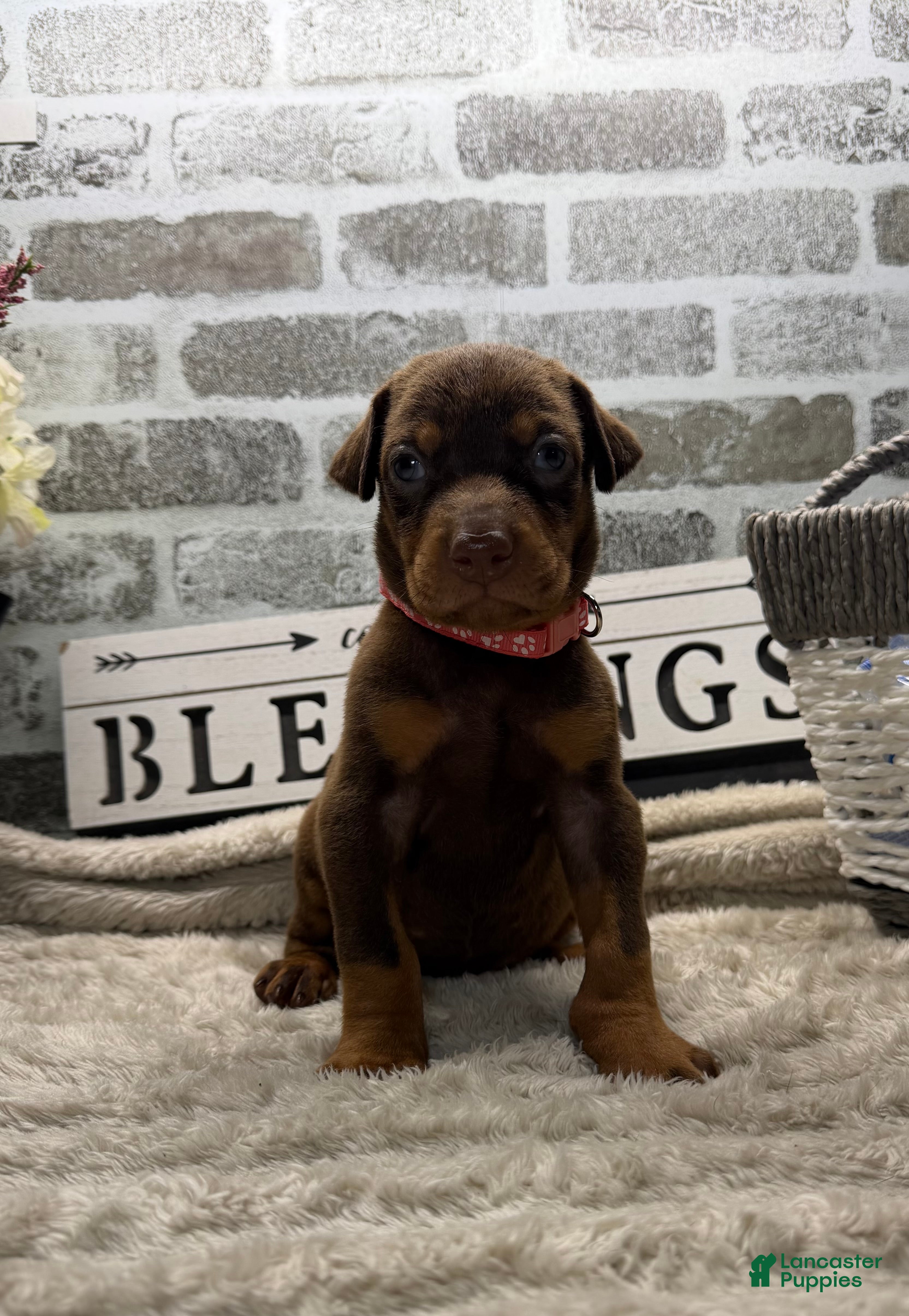 Doberman Pinscher dogs Red female pink collar  - Ad 35