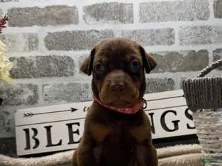 Doberman Pinscher dogs Red female pink collar - Ad 38