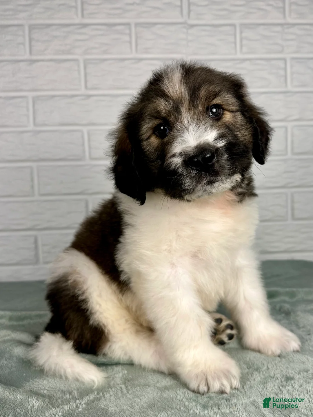 Saint Berdoodles dogs for sale: Duke - Ad 6