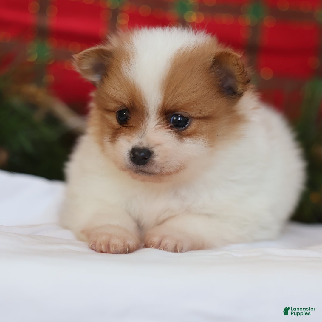 Pomeranian dogs for sale: Captain  - Ad 9