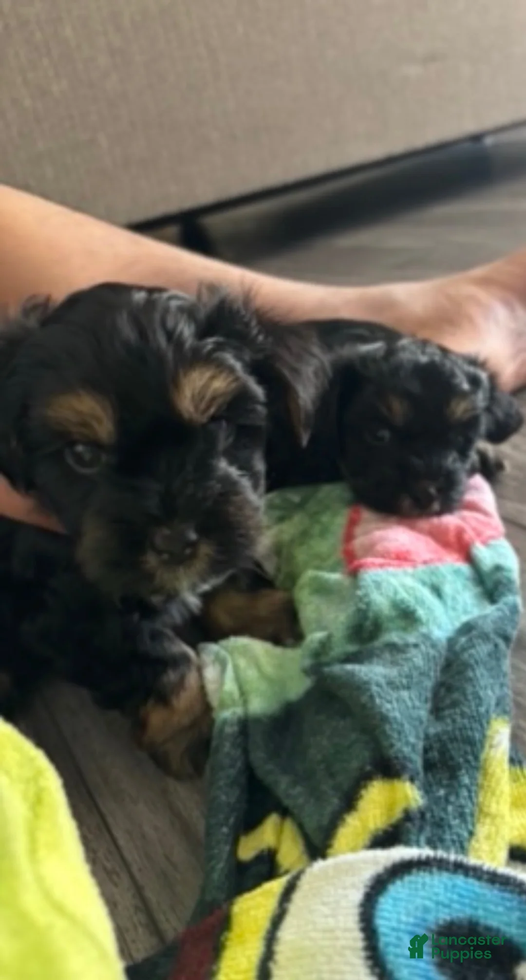 Morkie dogs for sale: Morkie 1 - Ad 2