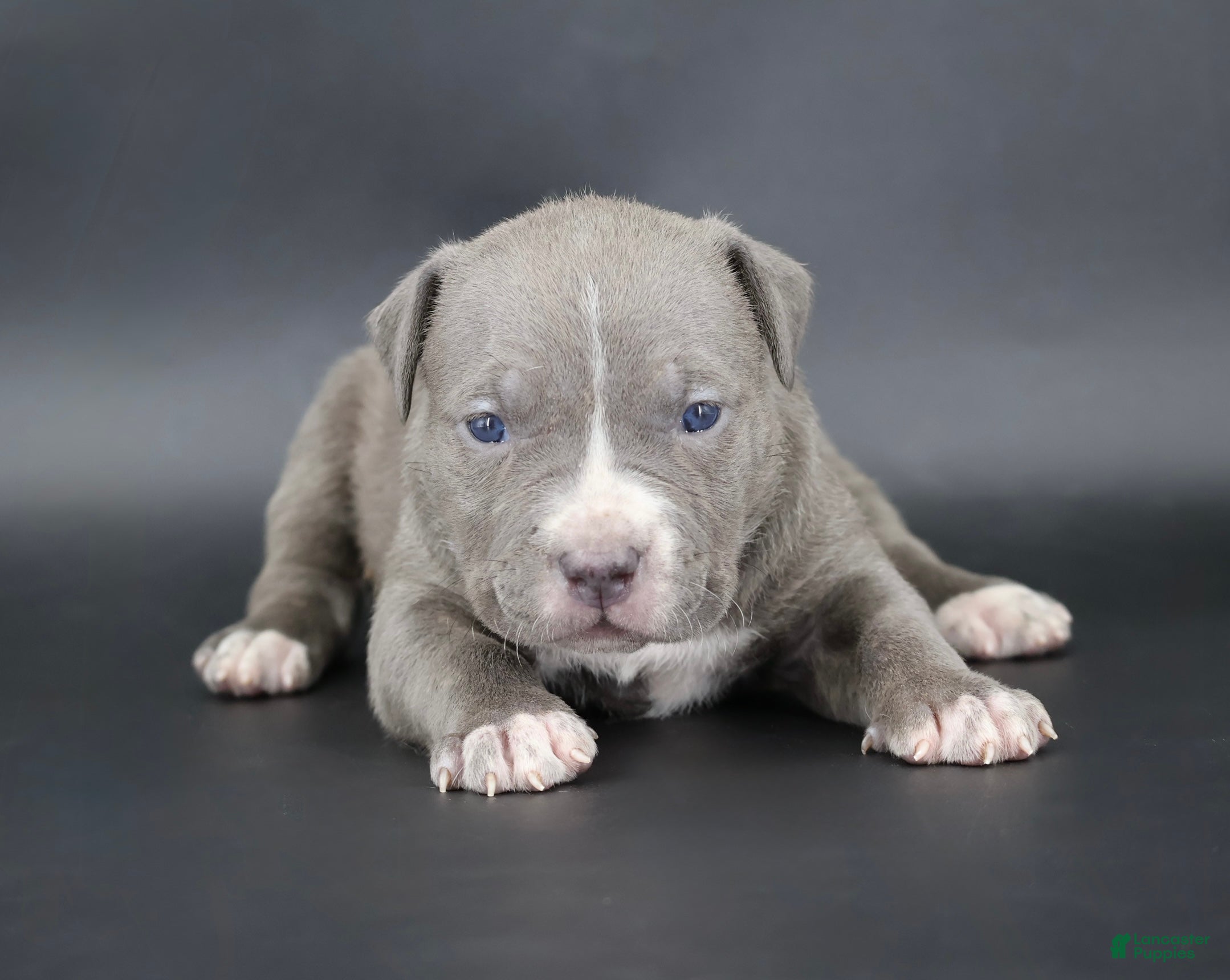American Bully dogs Lady - Ad 1
