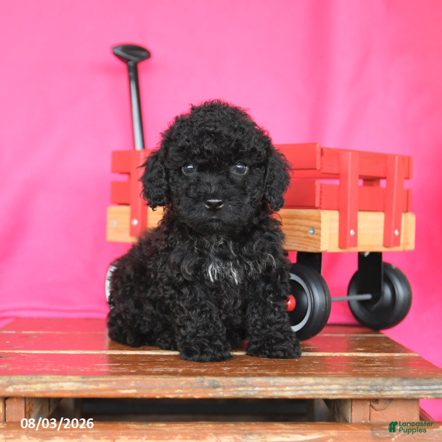 Miniature Poodle dogs Kane - Ad 1