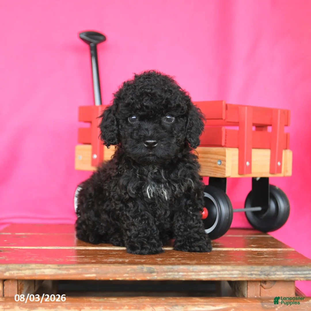 Miniature Poodle dogs for sale: Kane - Ad 1