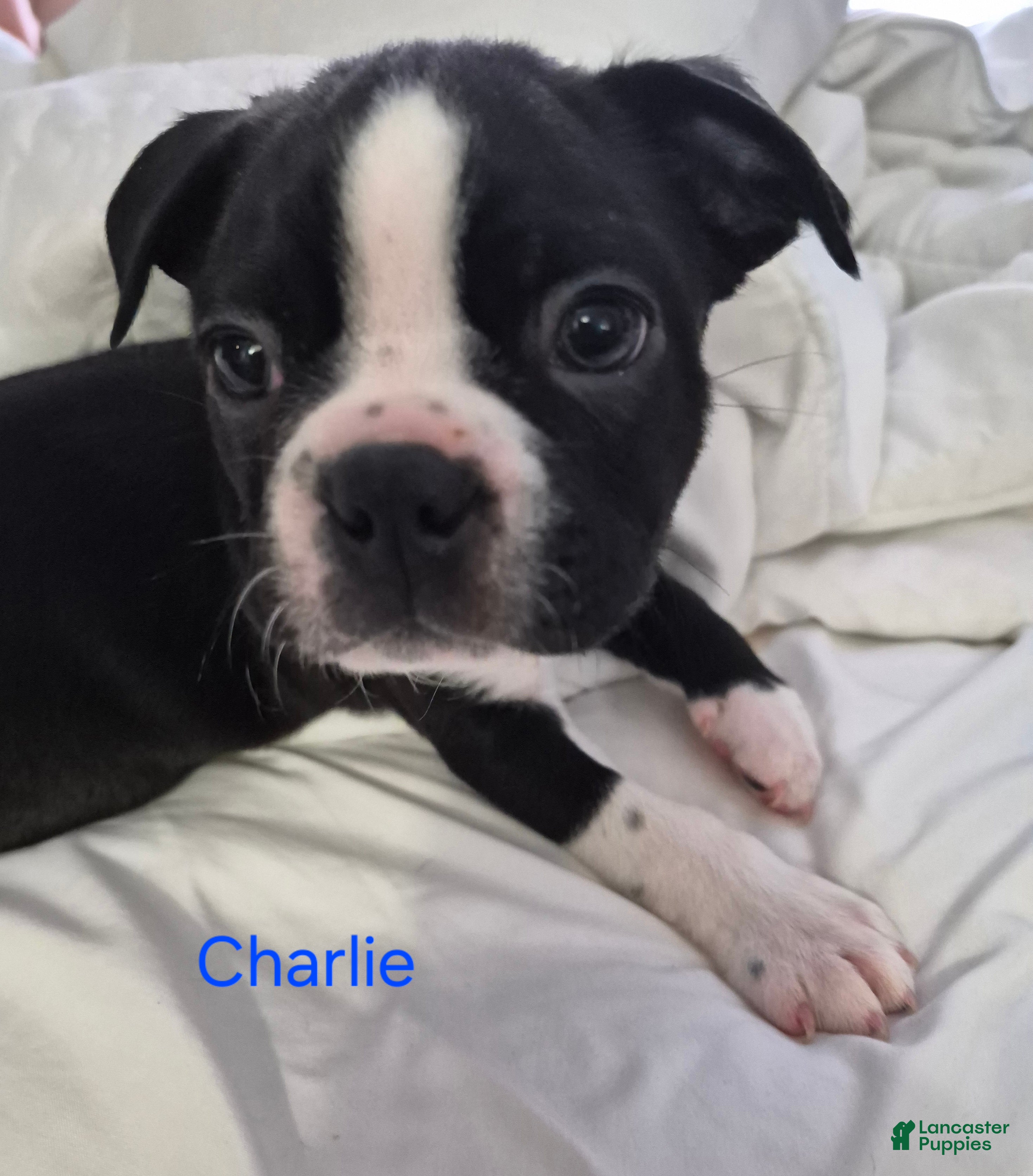 Boston Terrier dogs Charlie - Ad 16