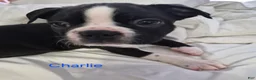 Boston Terrier dogs for sale: Charlie - Ad 1