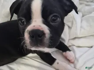 Boston Terrier dogs Charlie - Ad 16