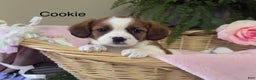 Mixed Breed dogs for sale: Cookie - Ad 1