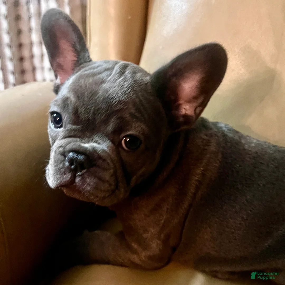 French Bulldog dogs for sale: Madeline - Ad 1
