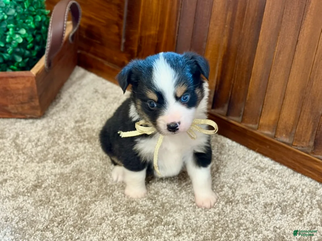 Miniature Australian Shepherd dogs for sale: Mal - Ad 4