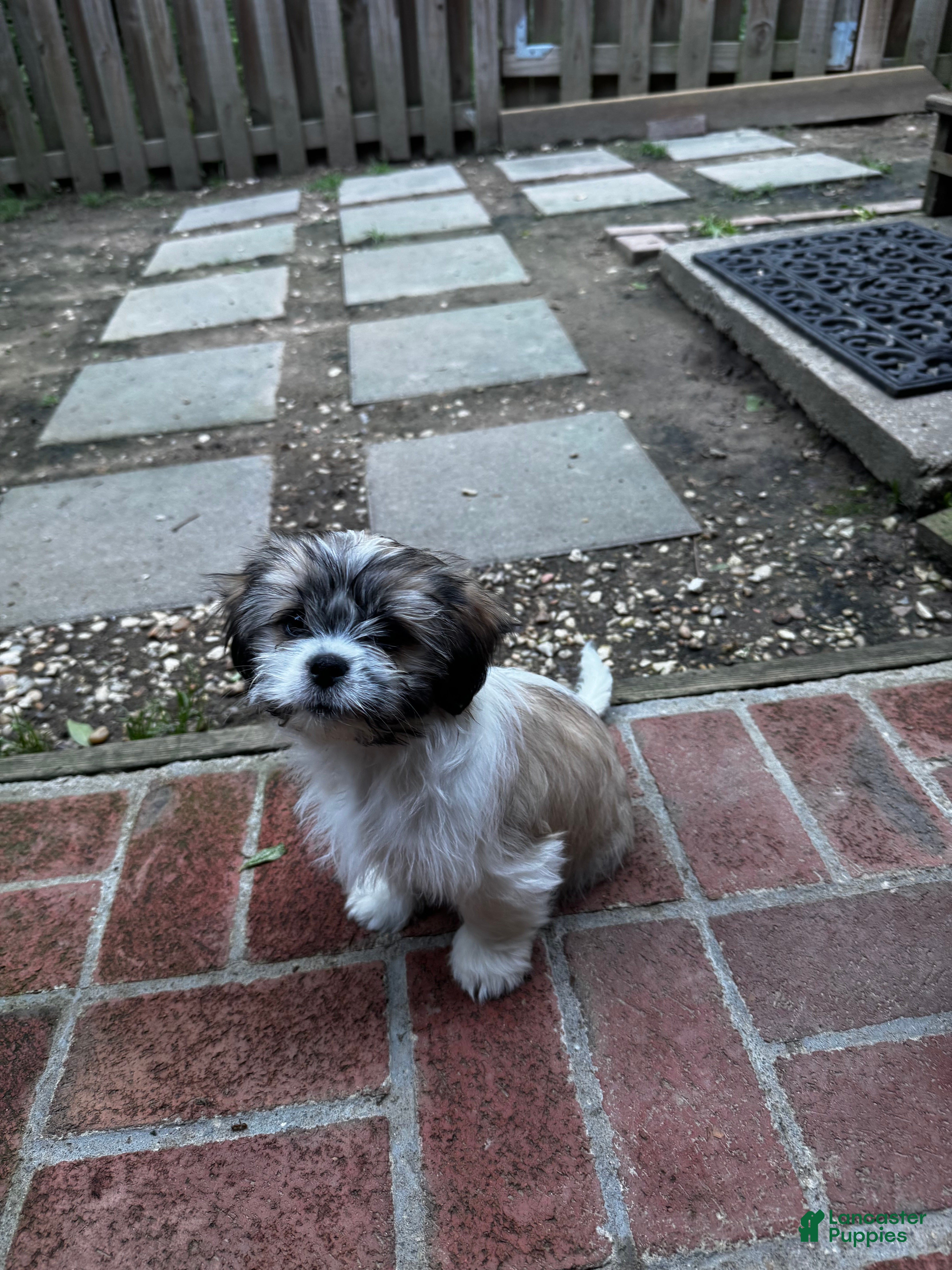 Shih Tzu dogs for sale: Margarita  - Ad 6