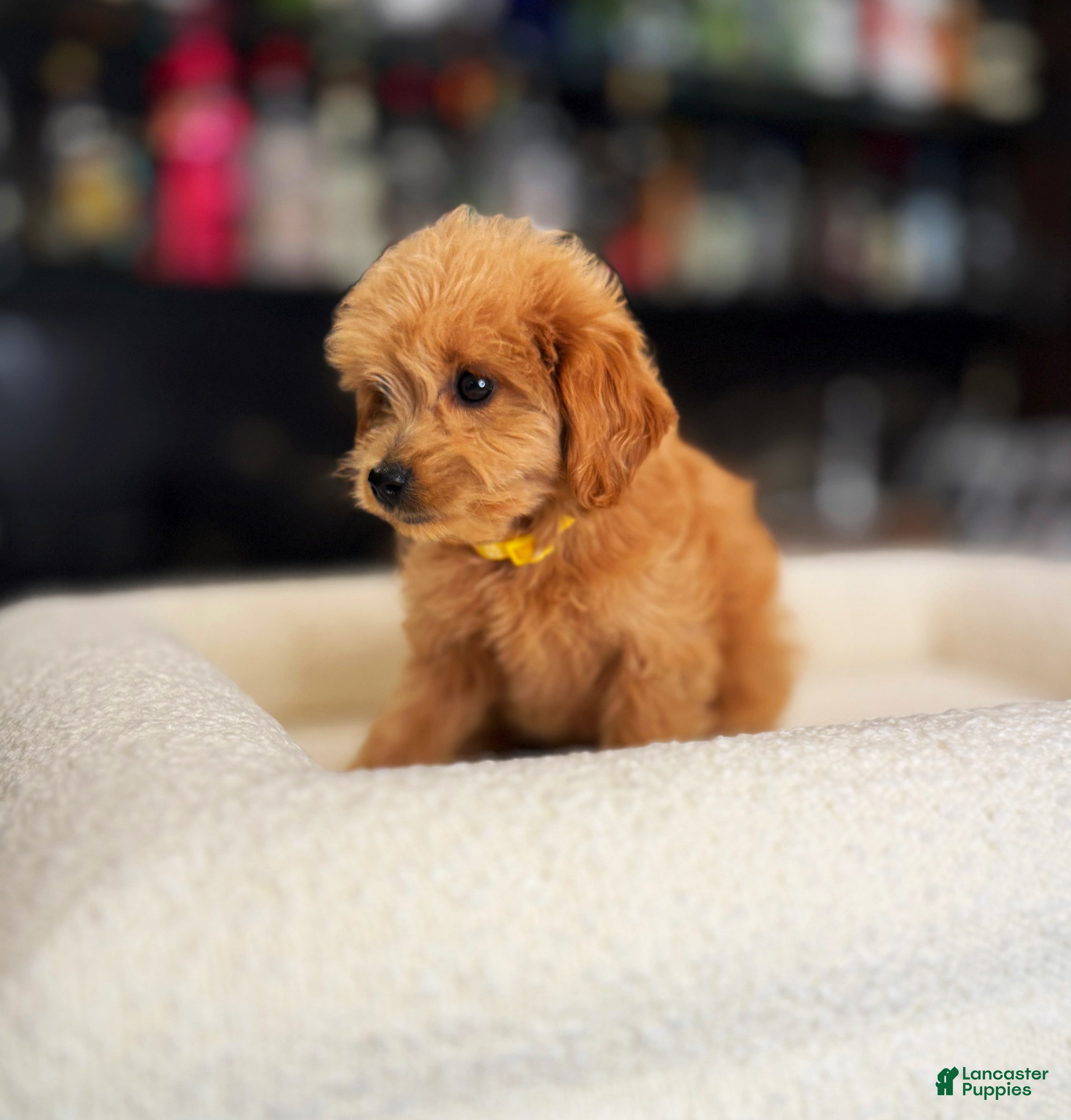 Goldendoodle dogs Cole - Ad 1
