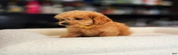 Goldendoodle dogs for sale: Cole - Ad 1