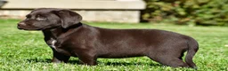 Labrador Retriever dogs for sale: Java - Ad 13