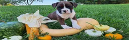 Boxer dogs for sale: Nero AKC - Ad 3