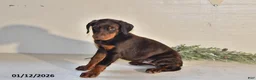Doberman Pinscher dogs for sale: Daisy - Ad 4